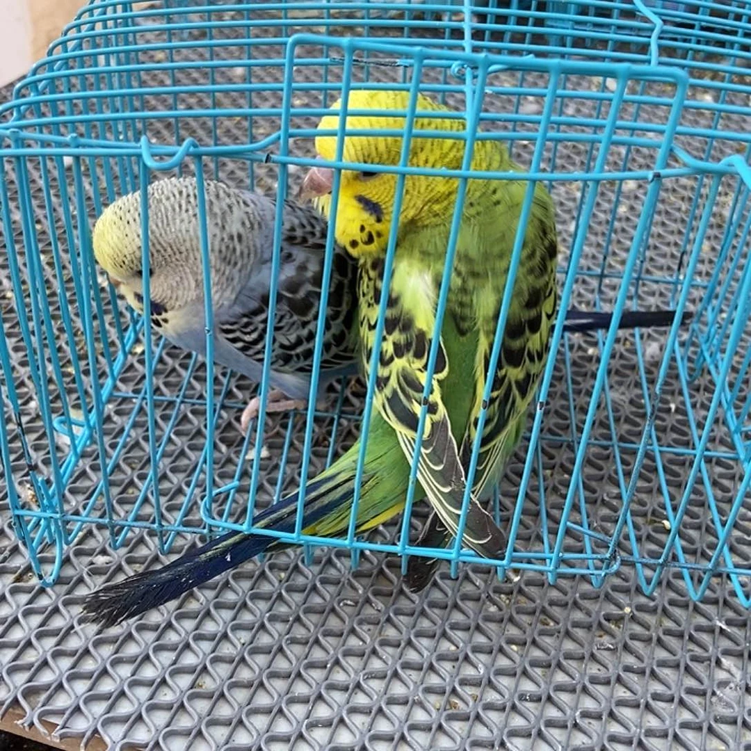 幸***人虎皮鹦鹉虎皮鹦鹉