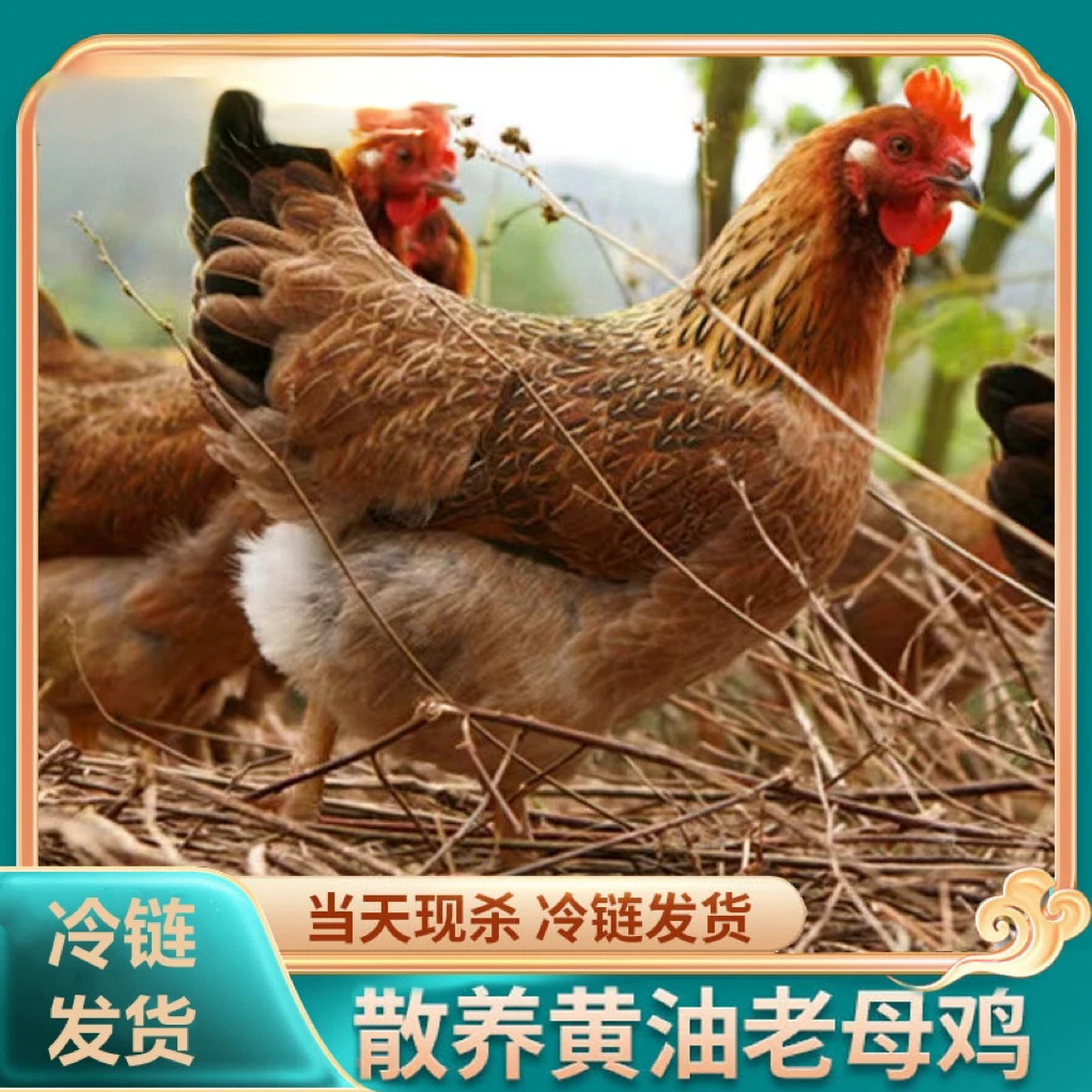 【阿丹】放养3年黄油老母鸡 带内脏 4只净重9-10斤