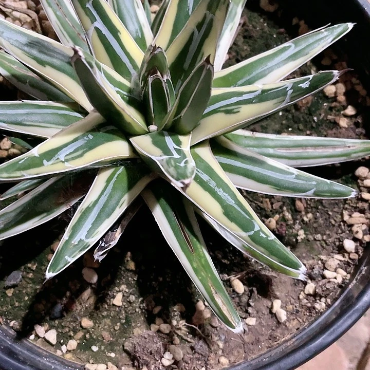 倚**出龙舌兰龙舌兰龙舌兰雪山包邮