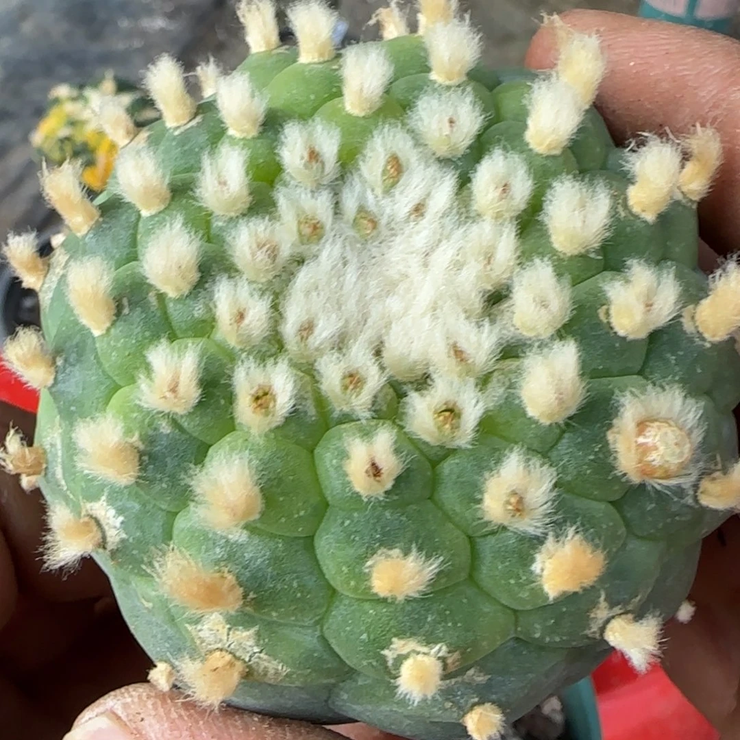 【闪购商品】无花朵糕绒长毛佛头锦809