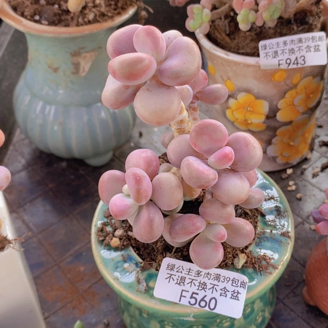 桃蛋树7cm560多肉植物
