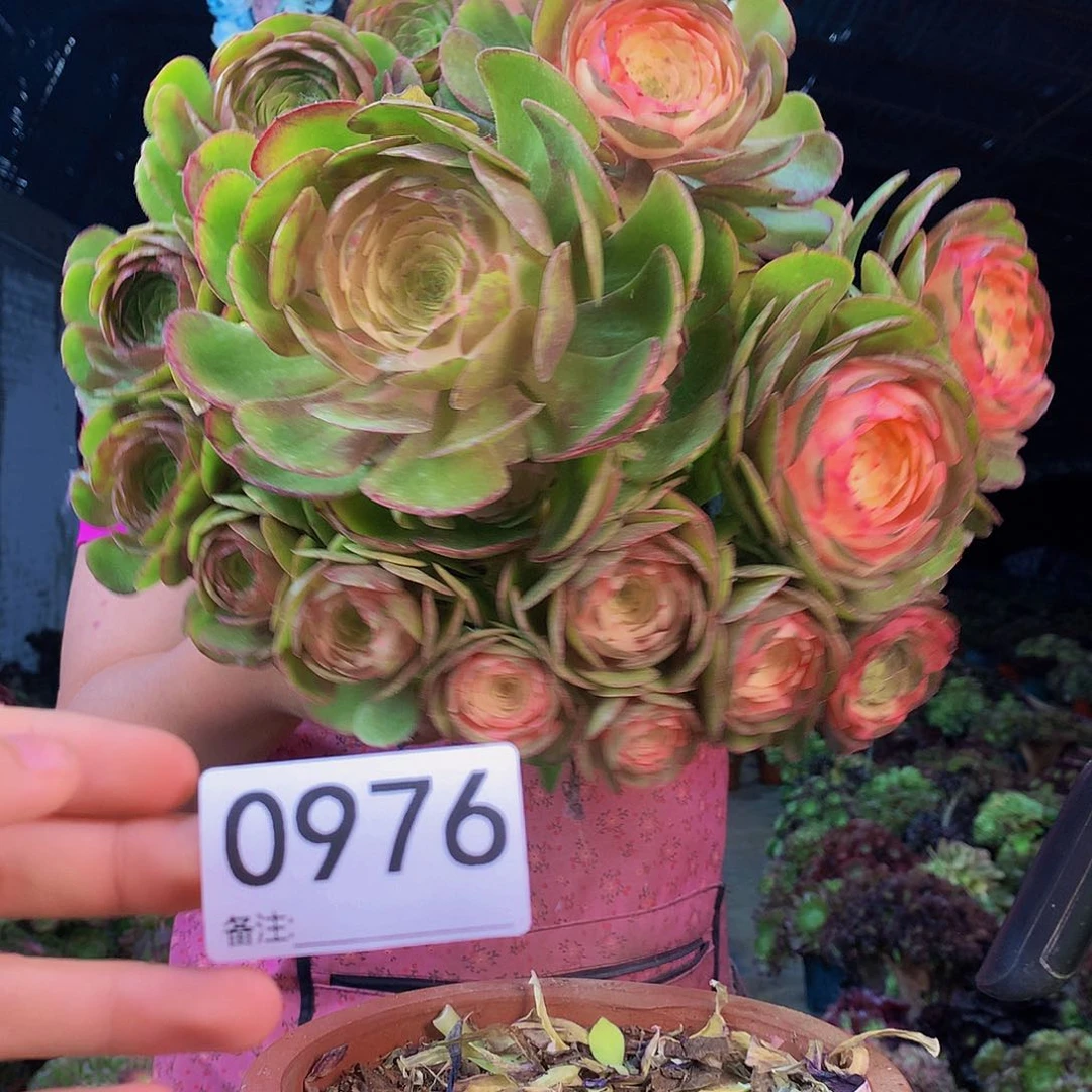 无花朵柒哥多肉法师不包侧断枝976