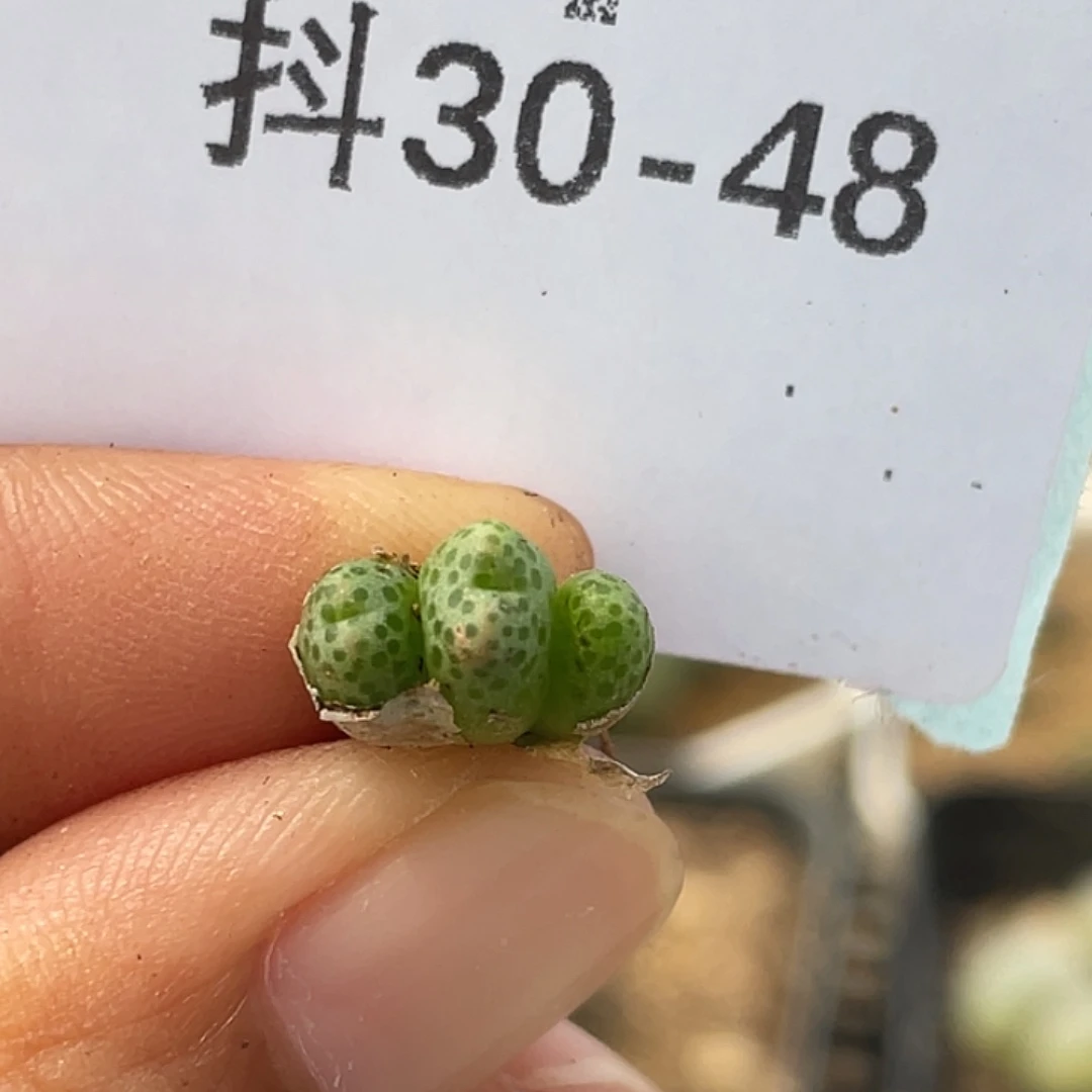 30-48草莓斑马多肉植物
