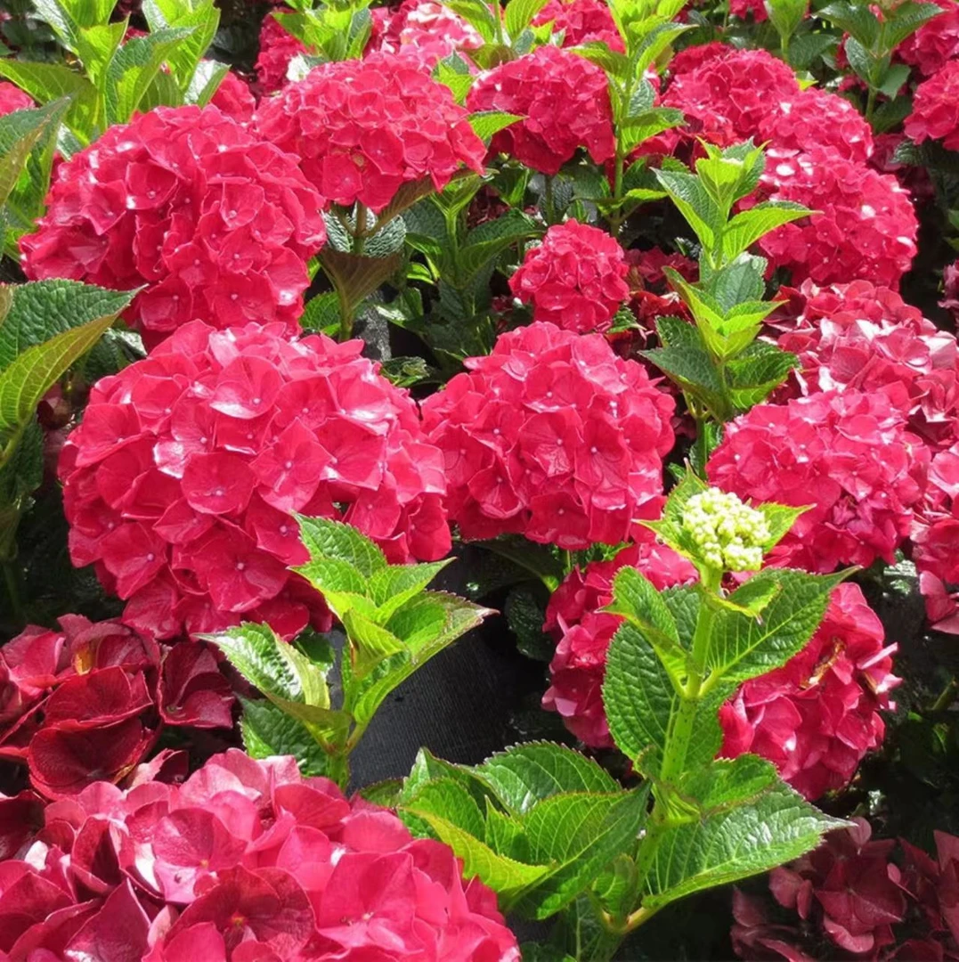 魔幻红宝石5加仑多年生阳台好养花开植物盆栽绿植花期长露天绣球