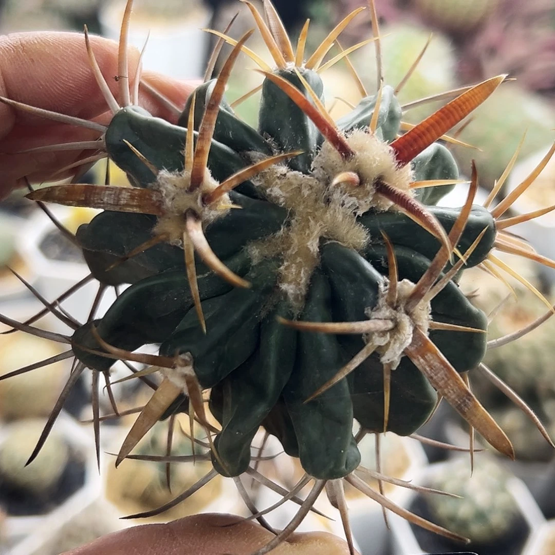 林波仙人球66666666