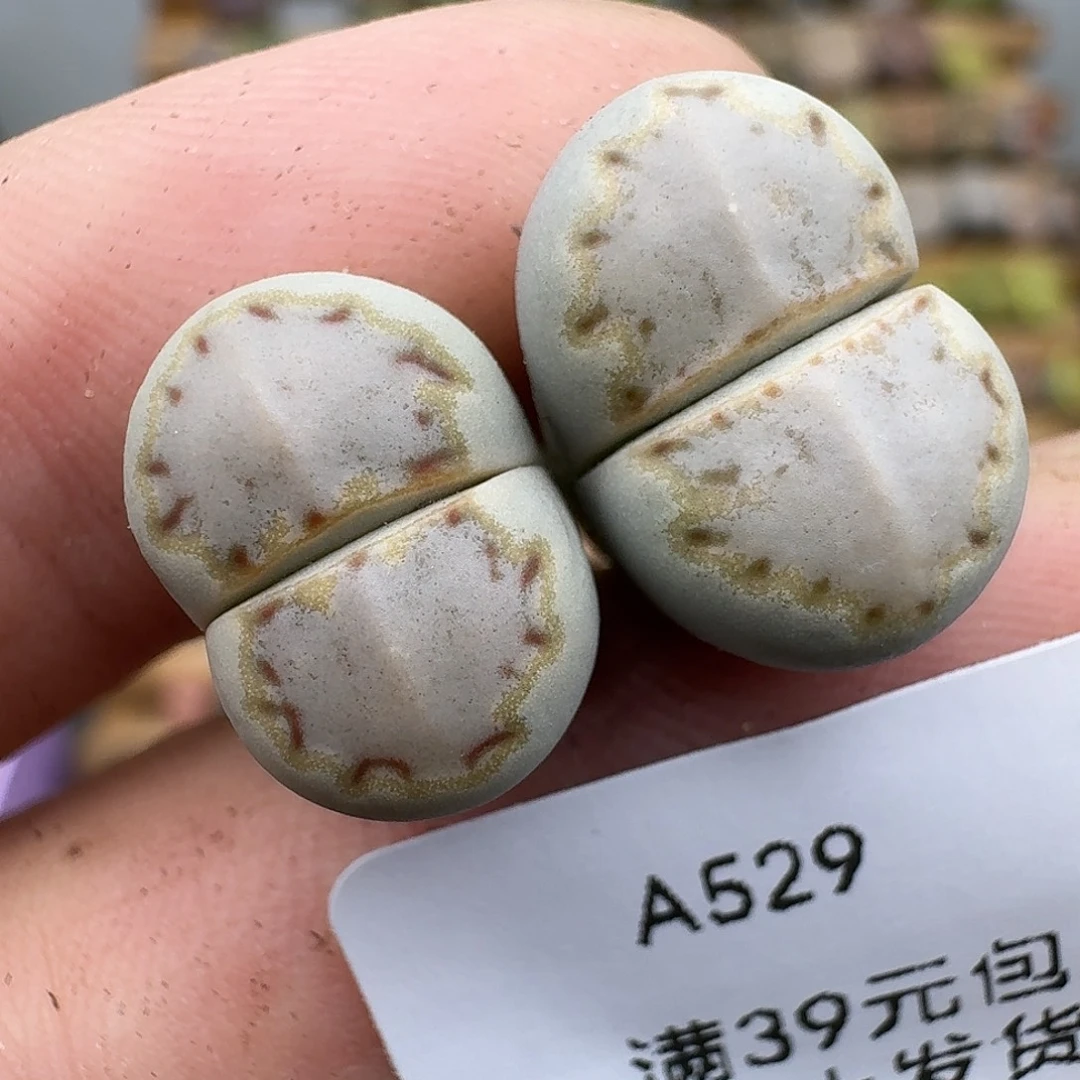 529多肉哈哈哈哈哈哈哈哈