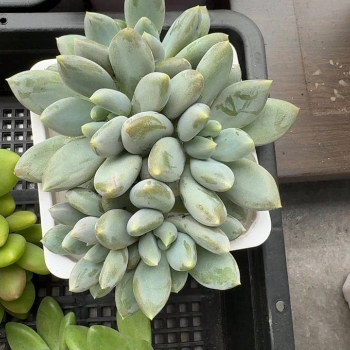 多平植物哥特萝莉