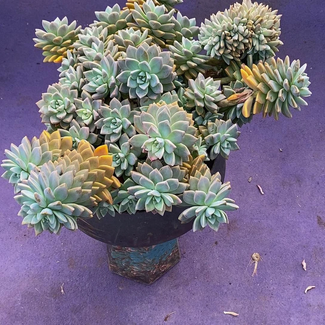 思***雨淡雪多肉植物物流自理