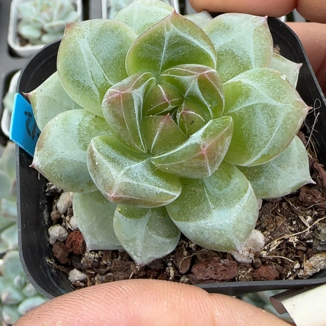 小卡拉米糖心一物一拍