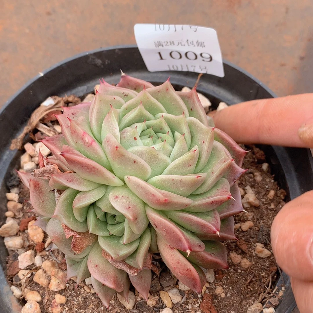 【闪购商品】云1009号