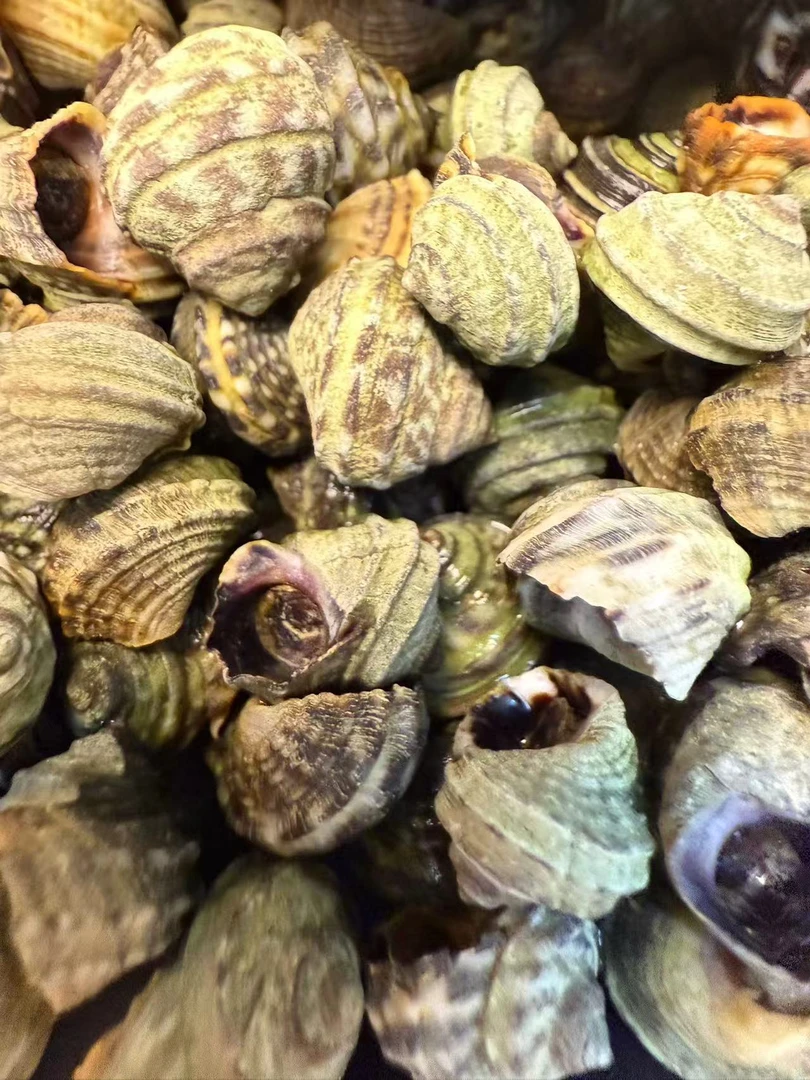 大连长海县广鹿岛野生香波螺大小混发介意勿拍顺丰发货