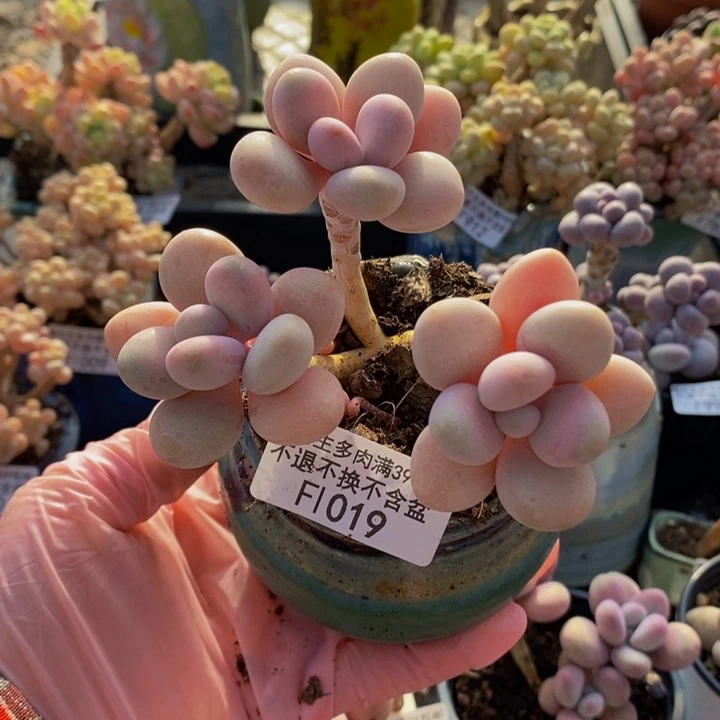 糖果桃蛋老桩特价019多肉