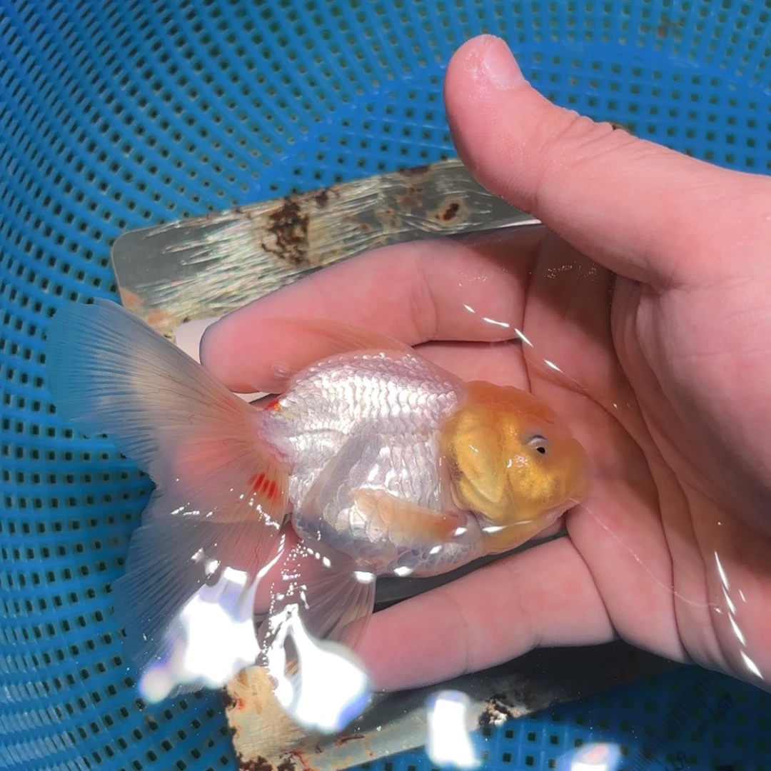 Y***一金鱼拍包装包邮，没拍包装不包邮