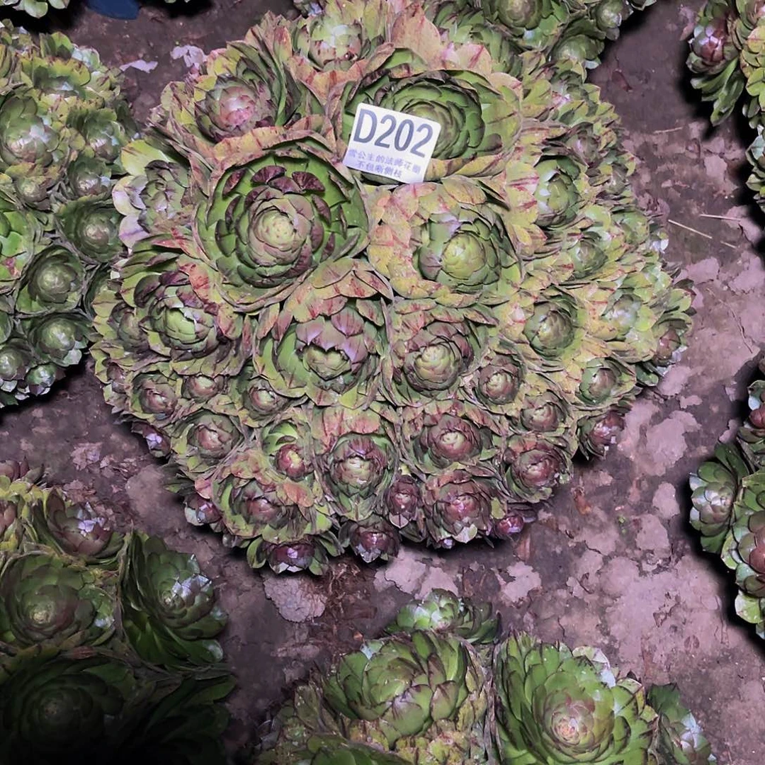 法师法师14-12包邮法师