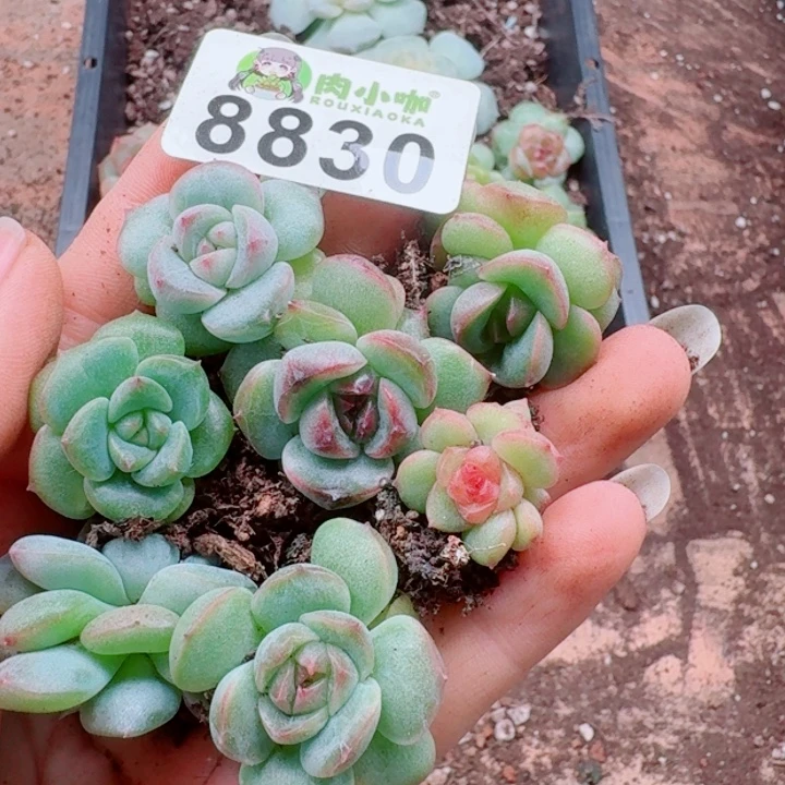 多肉植物多肉植物