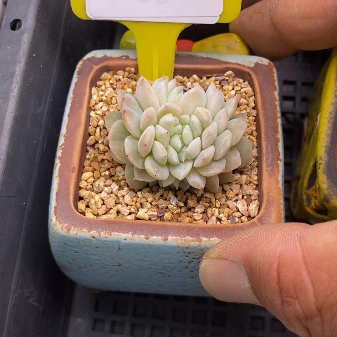 5183糖心缀多肉植物