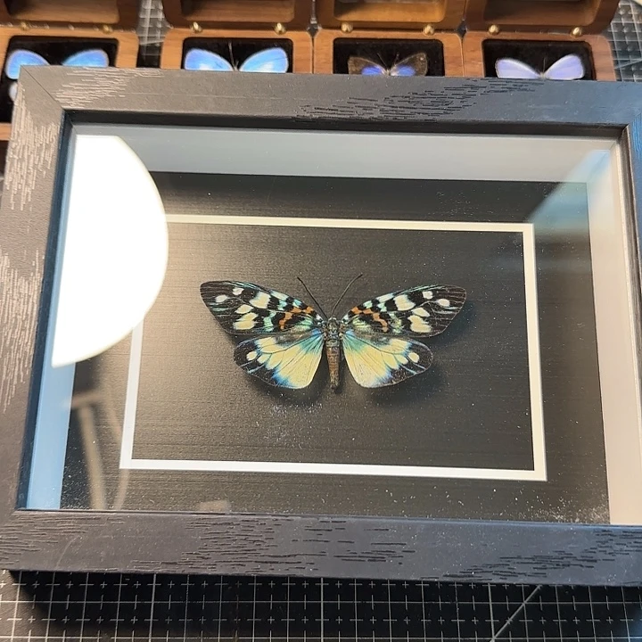华庆锦斑蛾标本真玻璃框