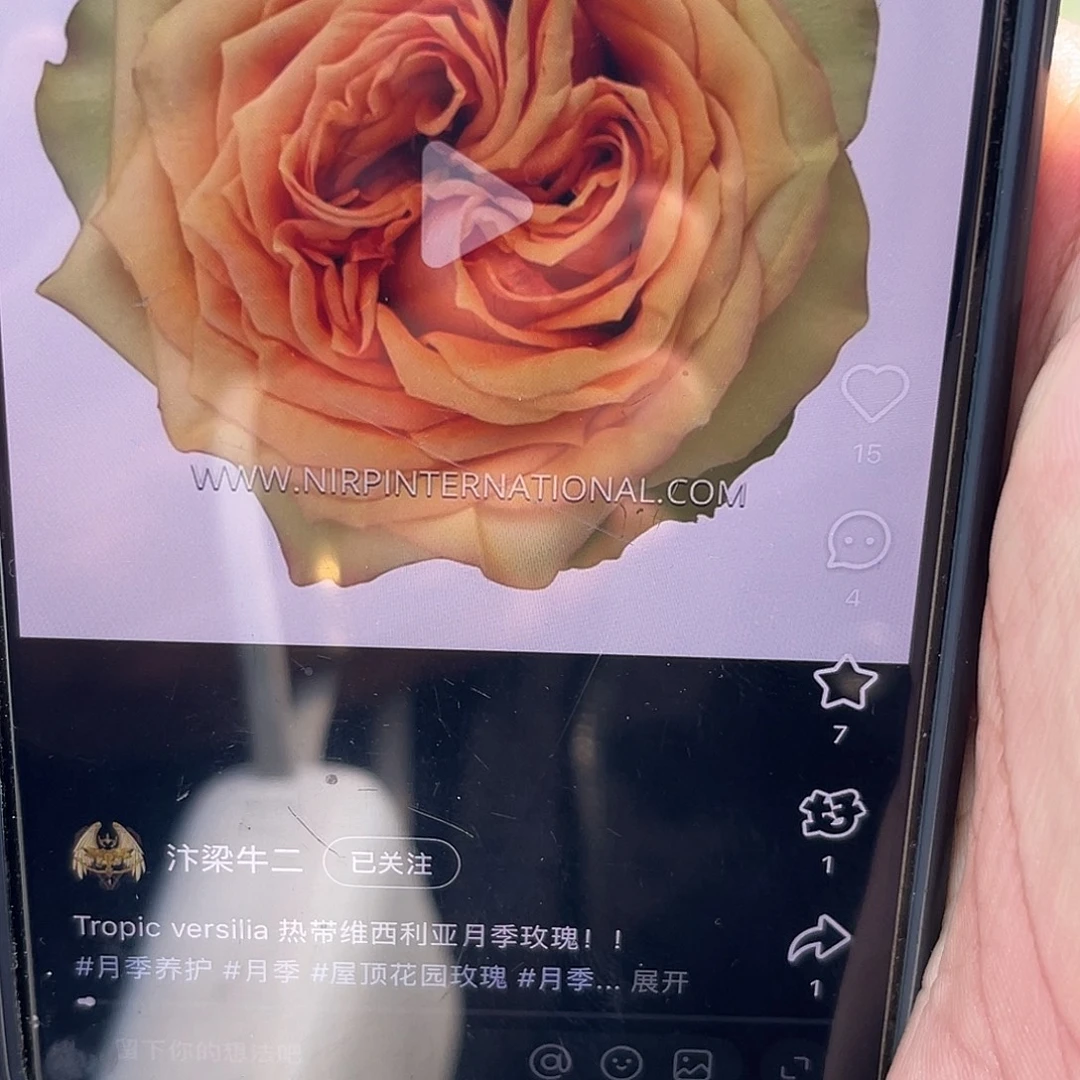 无花朵——-伟西利亚 福利款