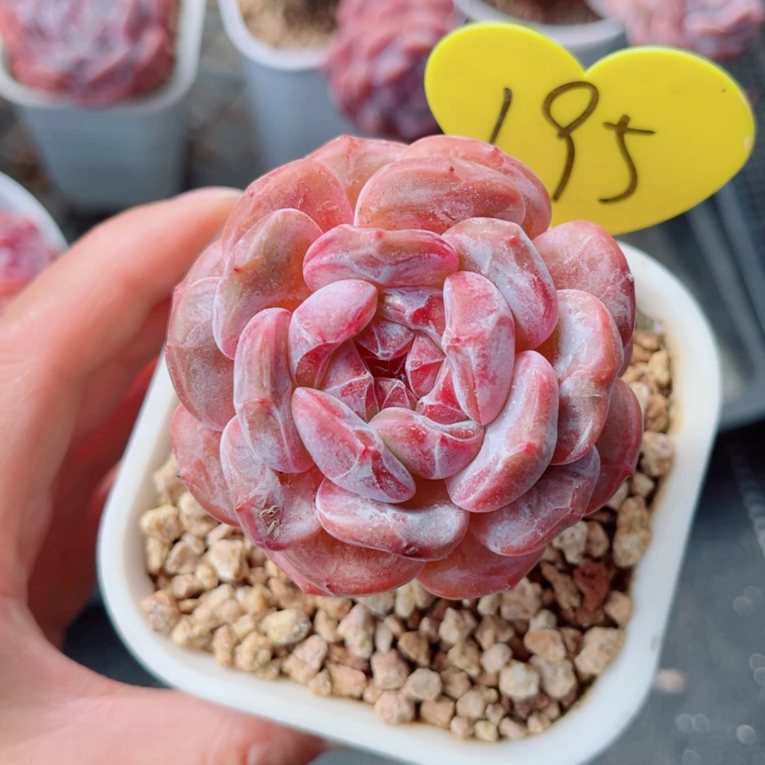 195号大老桩石榴籽星影单头