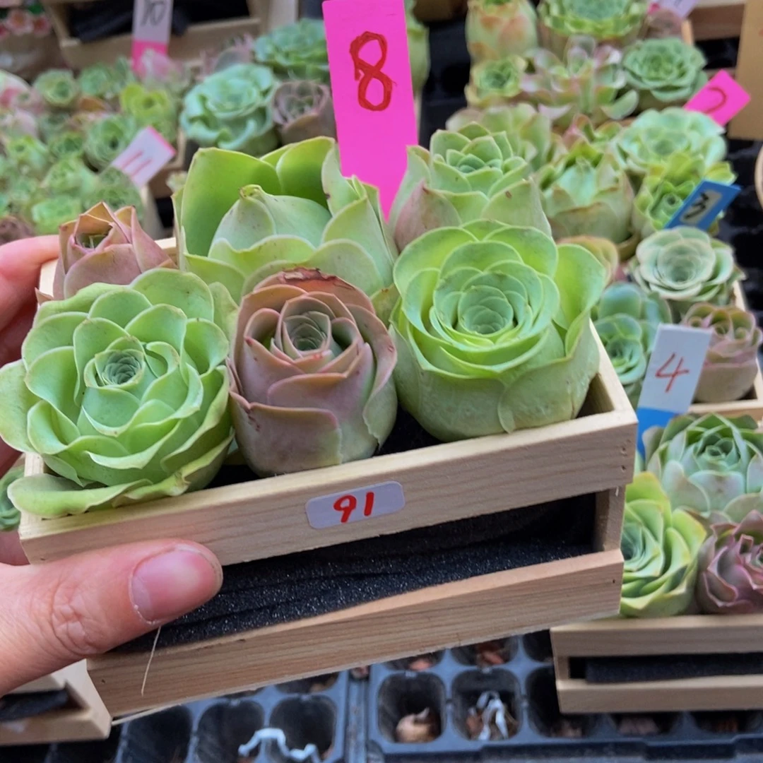 壯***哥山地玫瑰多肉植物花卉91