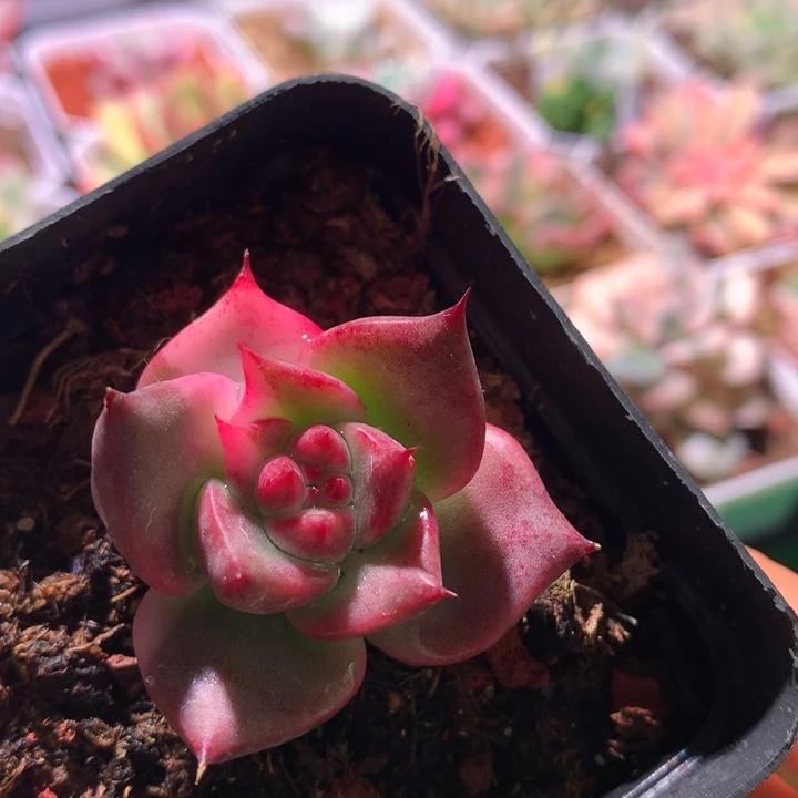 红颜密语，锦哥多肉