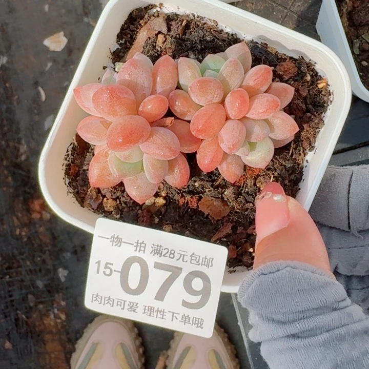 白鹭多肉多肉多肉多肉多