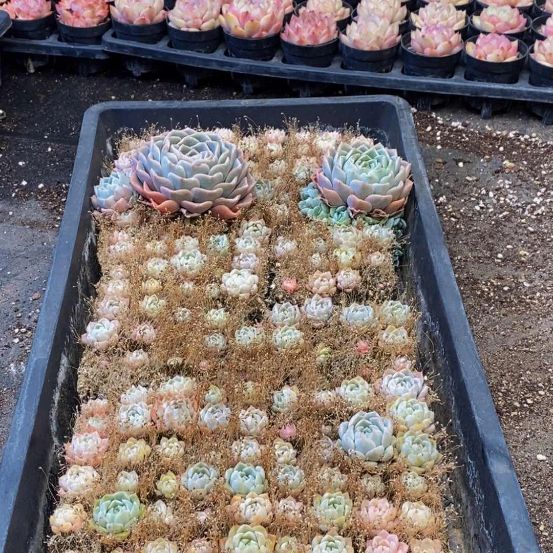 900多肉植物保护研究所所长助理