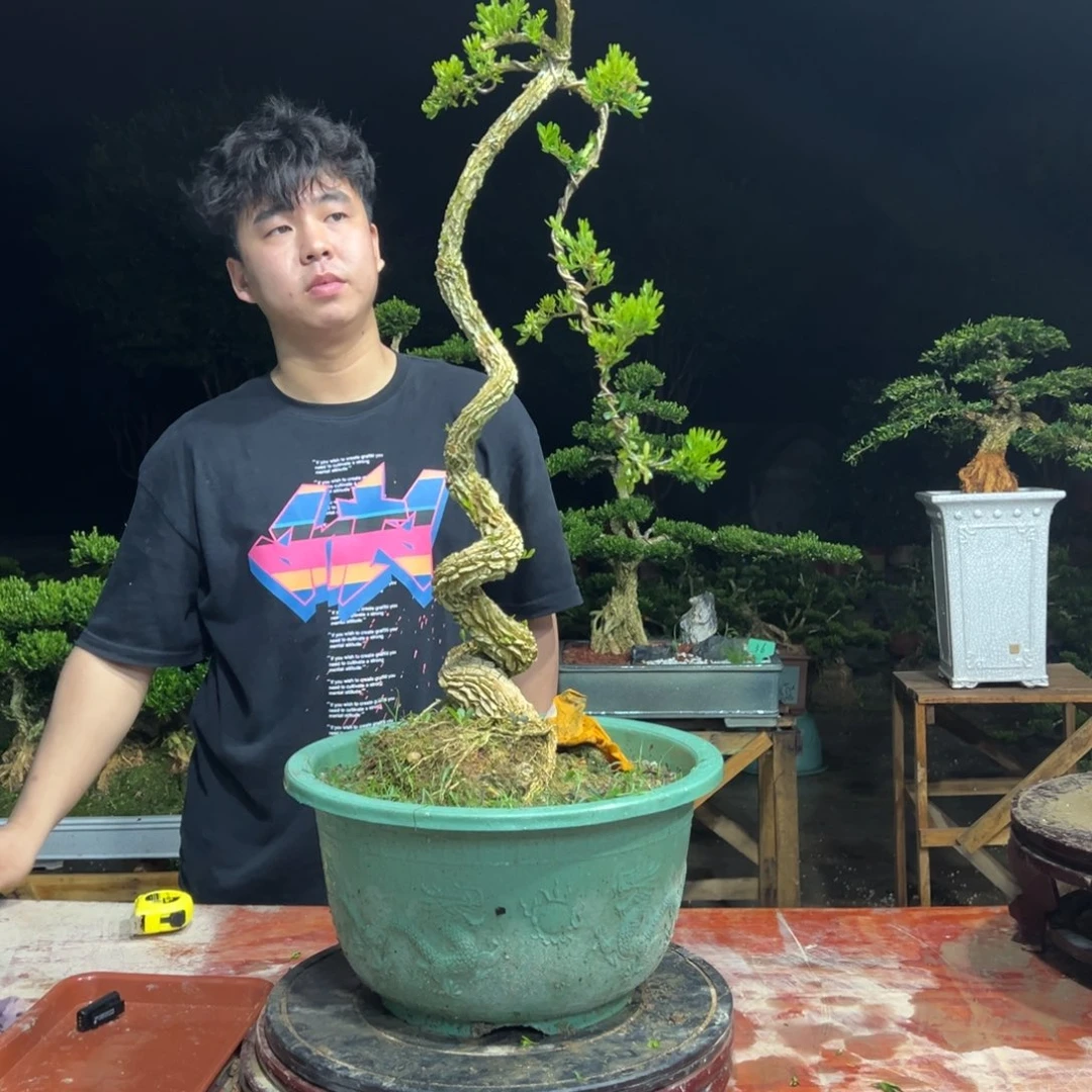 无花朵广东皱皮雀舌黄杨