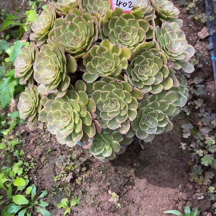 402半夏多肉植物法师