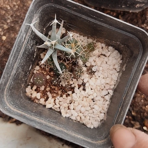 当前无花栽培后可以开花047仙人球