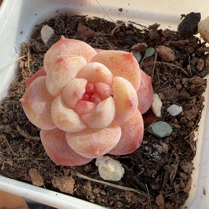小卡拉米糖心一物一拍