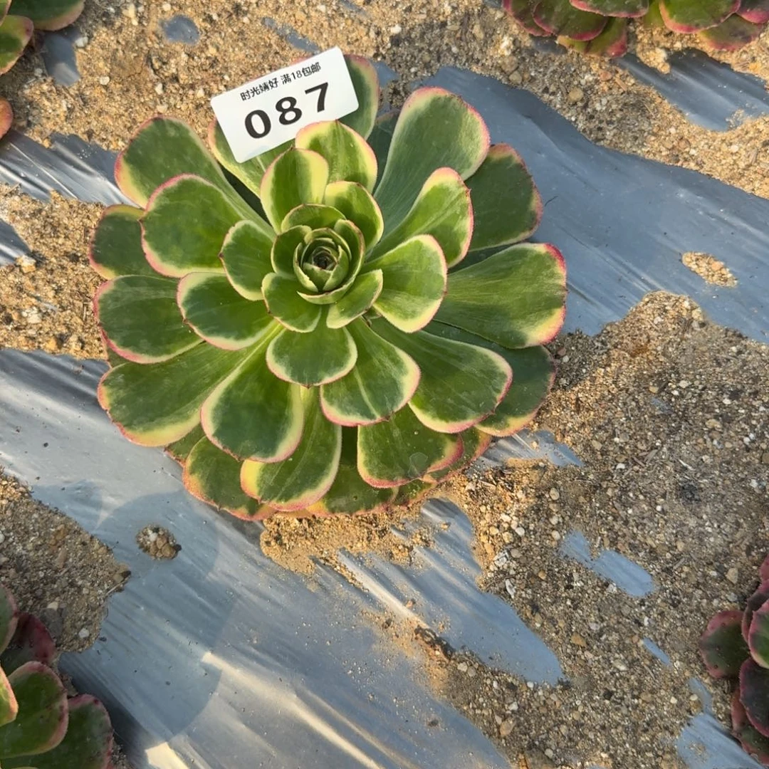 微***笑087海星到春天。多肉植物