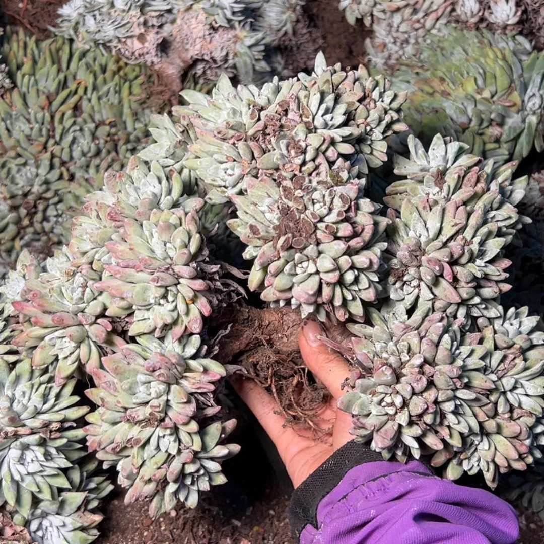 2443泡西杂交微瑕多肉