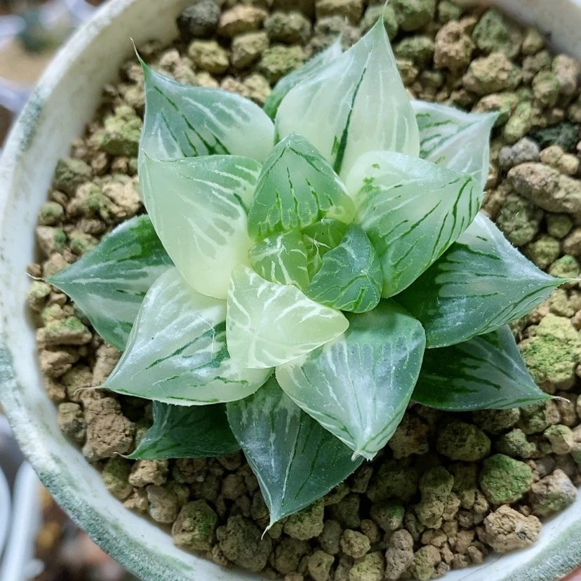 【闪购商品】83灯芯玉露锦