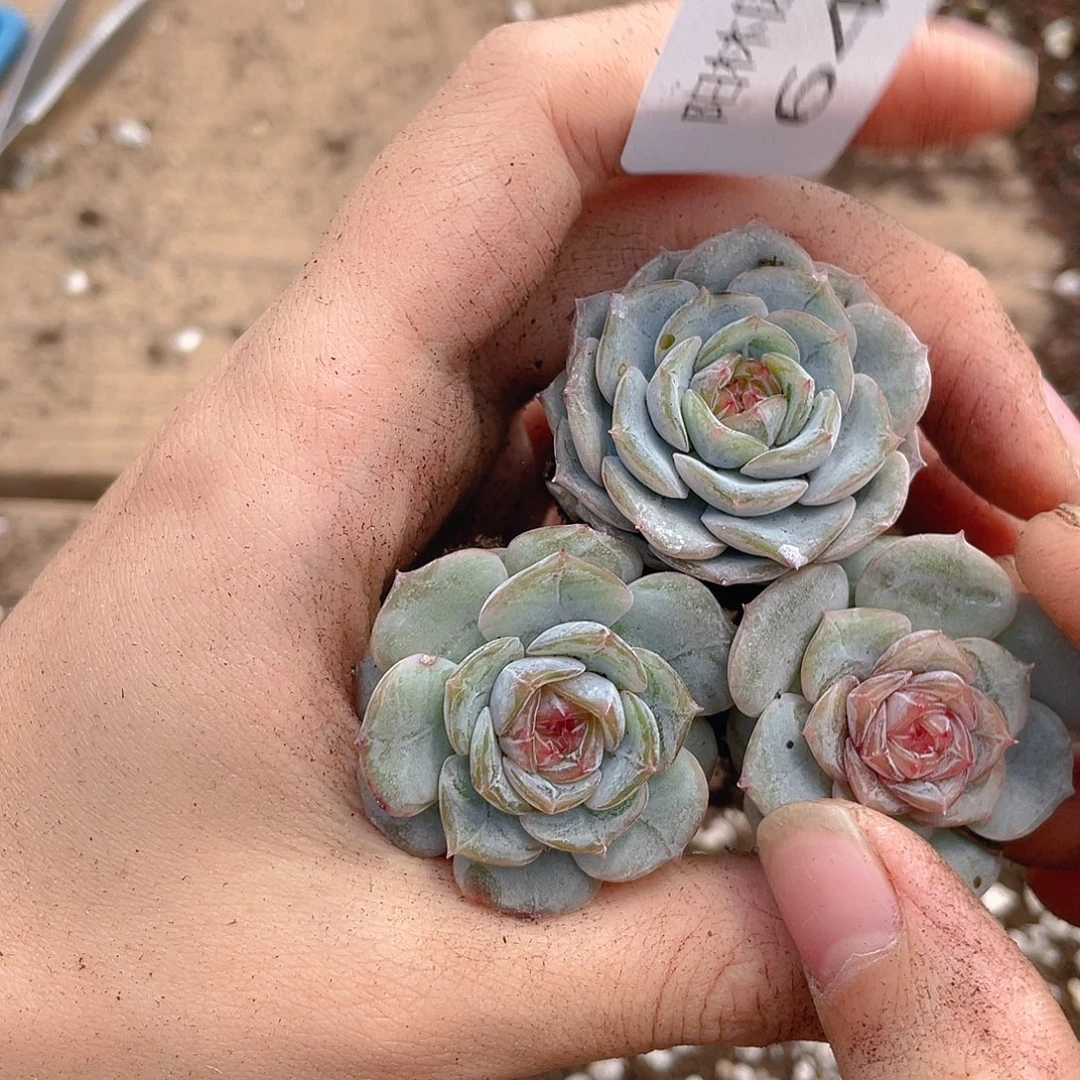 多肉植物多肉植物648