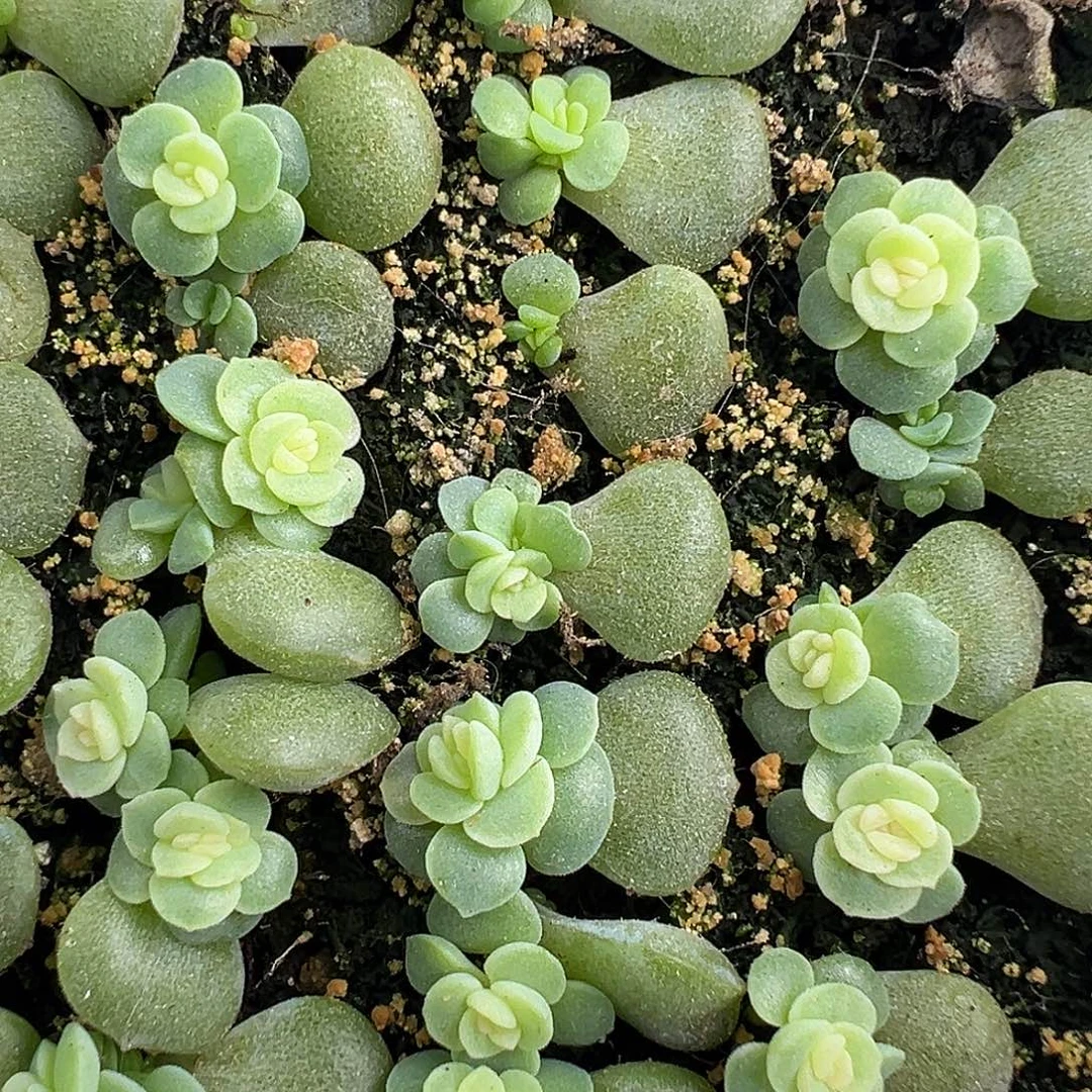 随机发 单双。