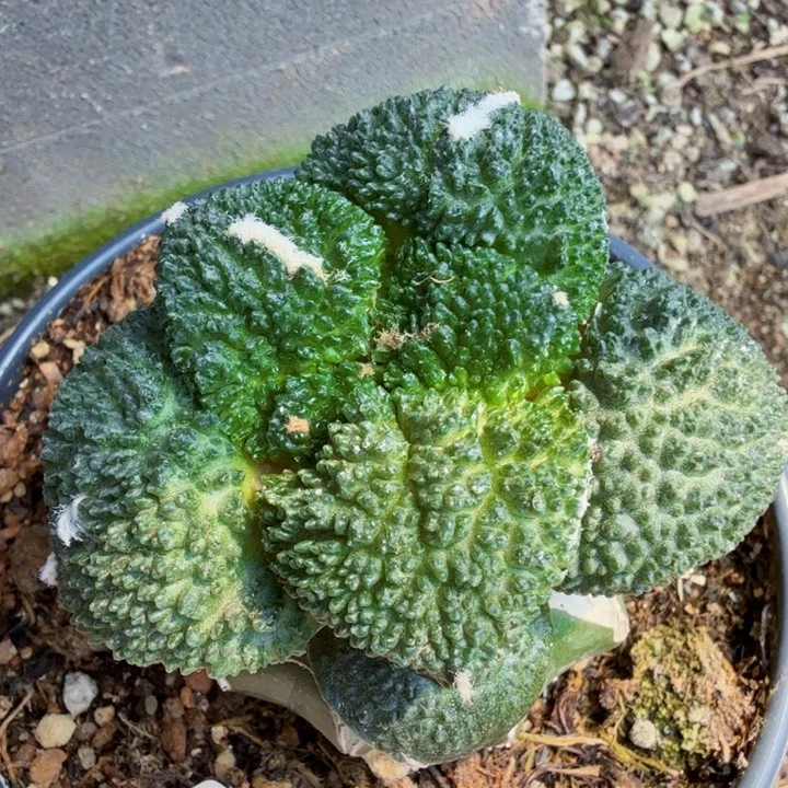 胡***雪无花朵022无毛大尤菜花牡丹东三