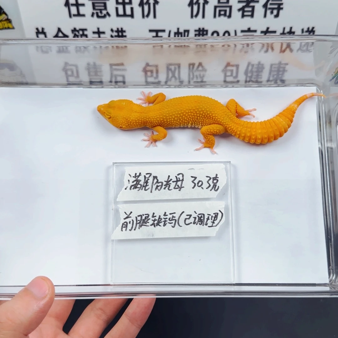 豹纹守宫满尾阳光