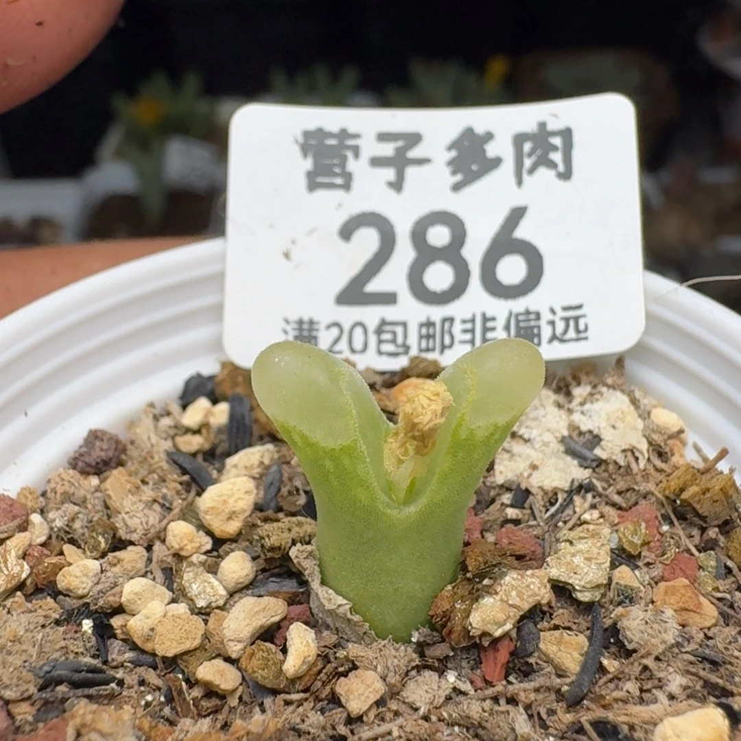 冰风铃。