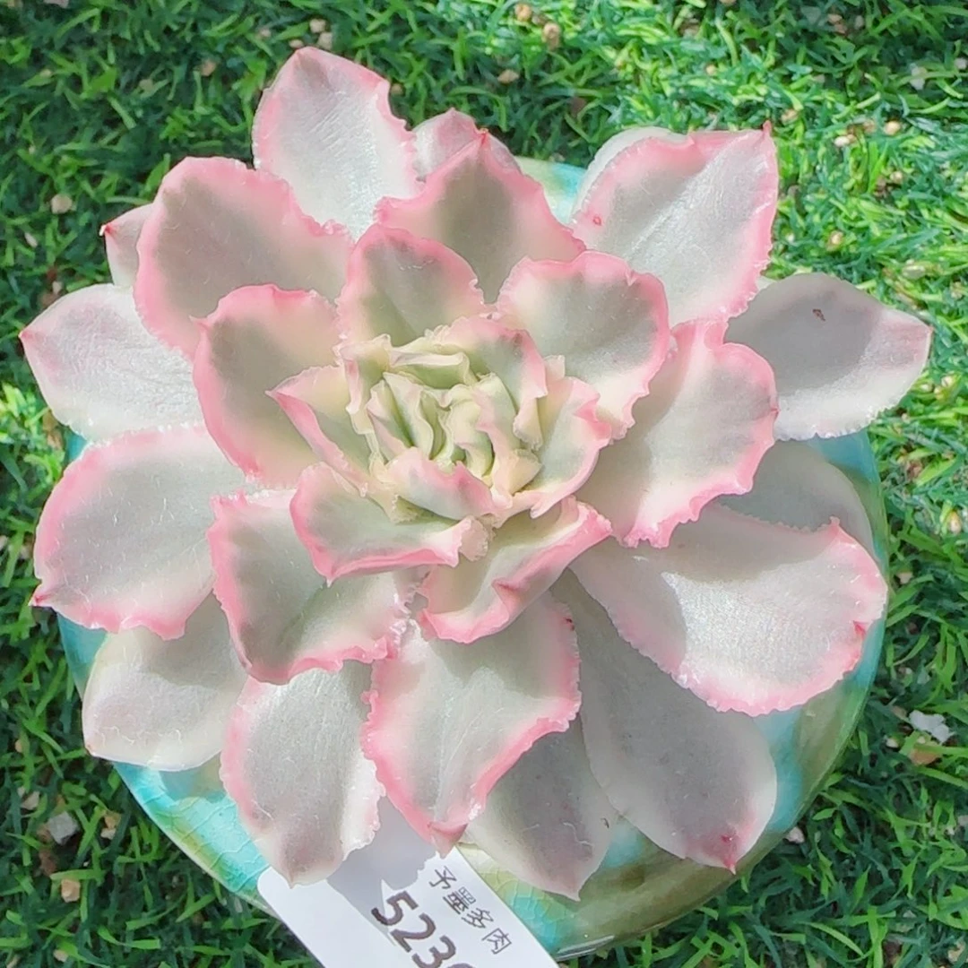 紫蝴蝶锦，5236多肉植物