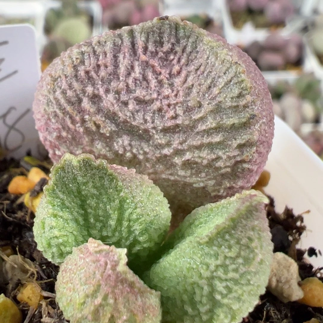 w巨猪宝多肉植物水泡
