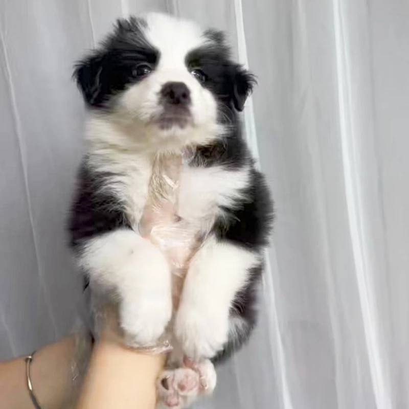 （实拍）黑白边牧弟弟