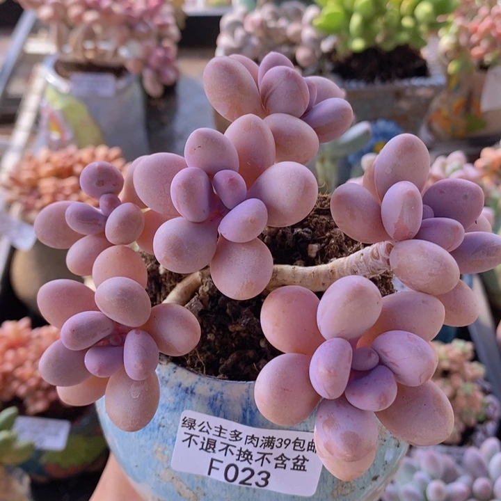 糖果桃蛋老桩11cm023多肉植物