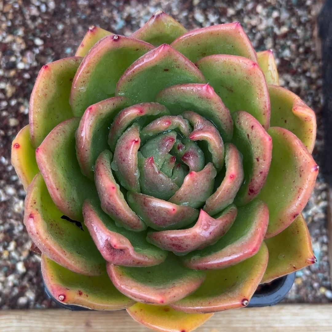 多肉一物一拍0118-1314