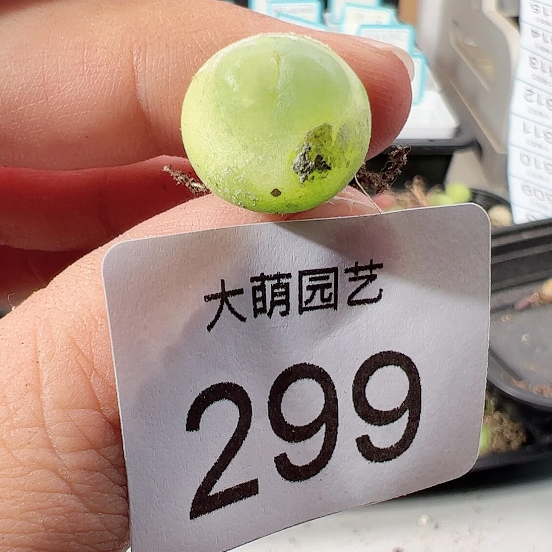 0000299 一物一拍……