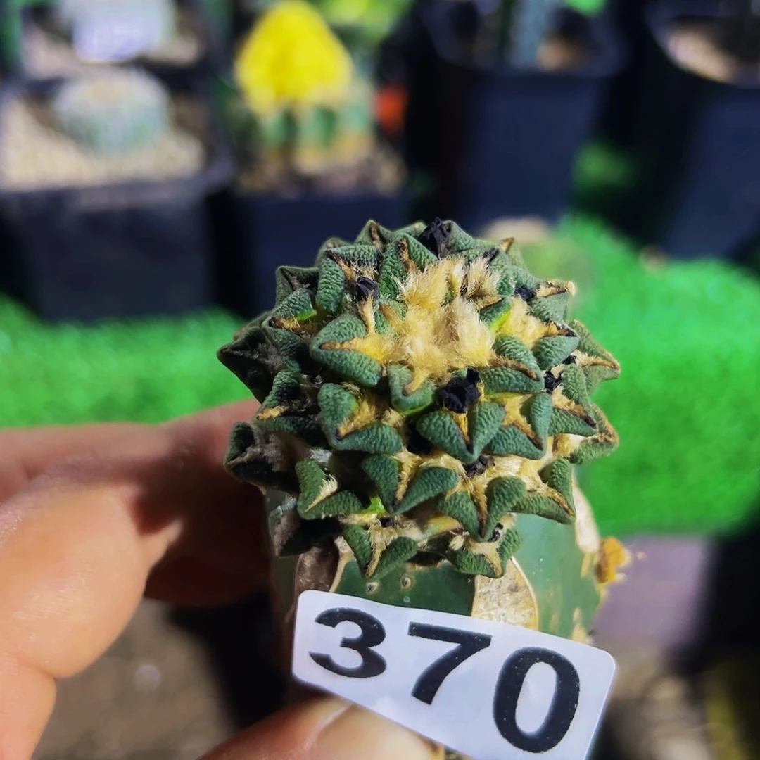 全部花朵黑牡丹福利370