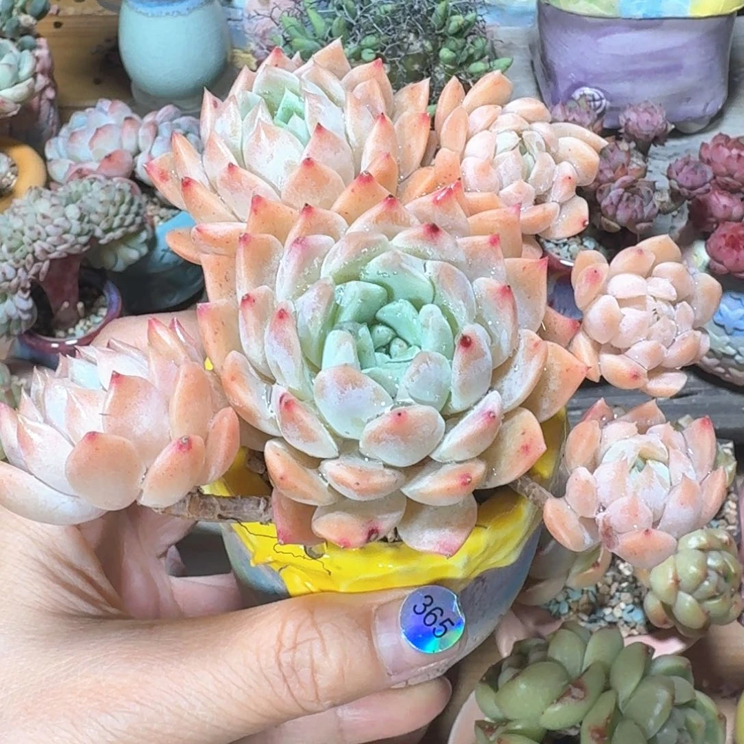 亦*影365多肉含盆土30元包邮➗偏远地区