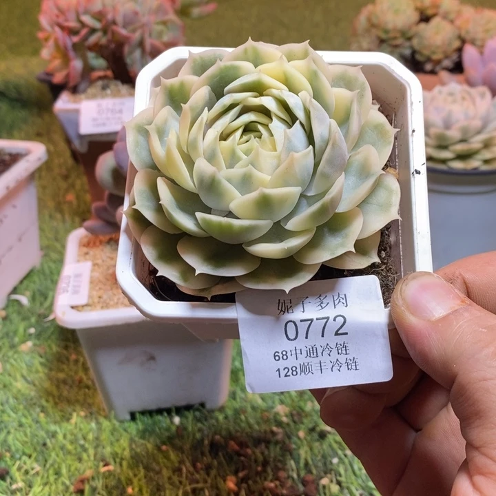 0772啊啊啊啊啊啊啊啊啊