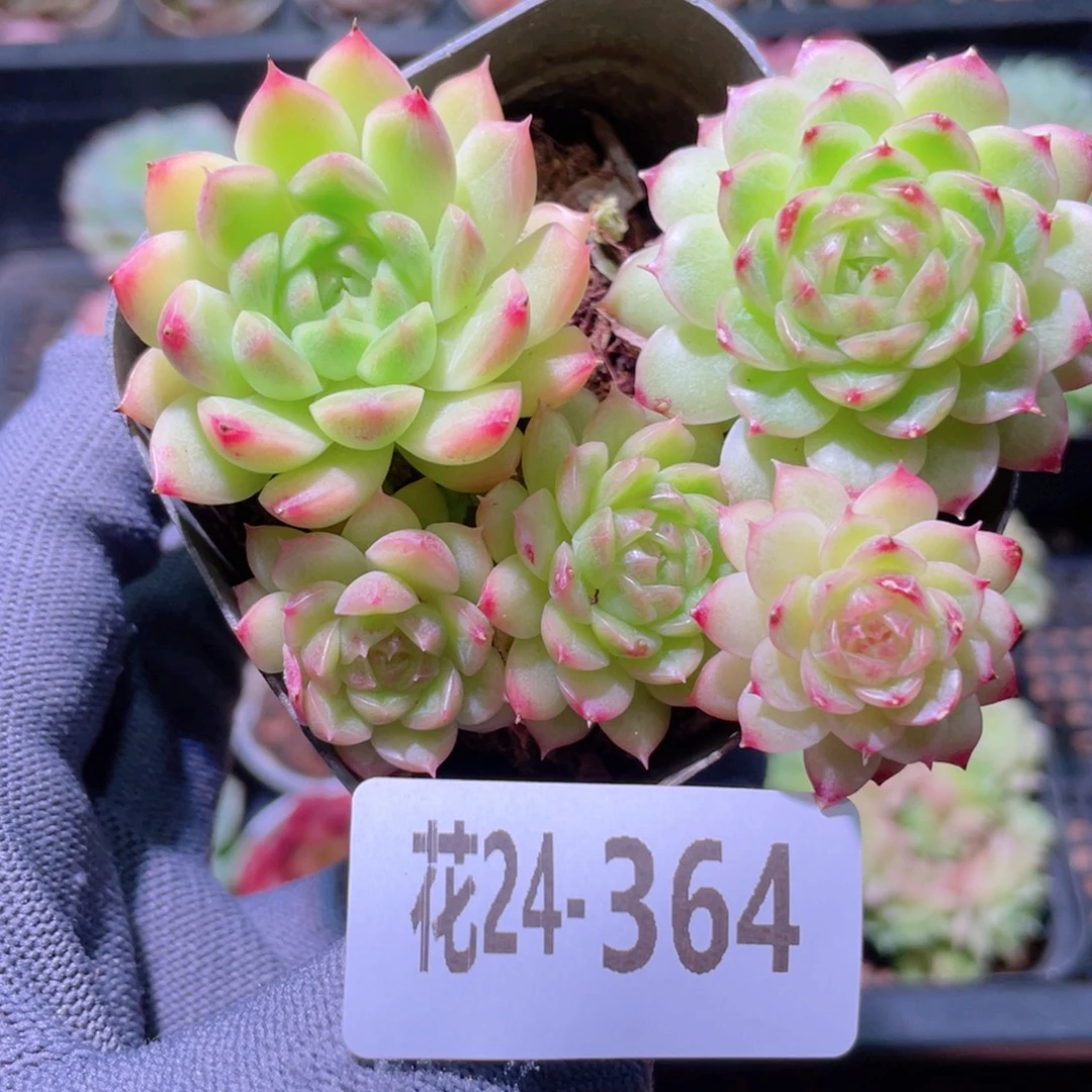 花利美24-364海王