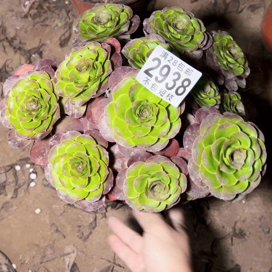 玫瑰多肉植物2938